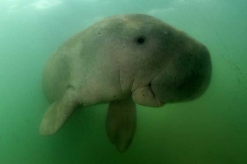 RED SEA, EGYPT - DECEMBER 2004: A Dugong, also called a sea cow, is swimming with golden pilot jacks in shallow waters on December 30, 2004 near Marsa Alam, Egypt, Red Sea. Dugong is an excellent freediver, it can stay underwater without breathing more than 15 minutes. (Photo by Alexis Rosenfeld/Getty Images)