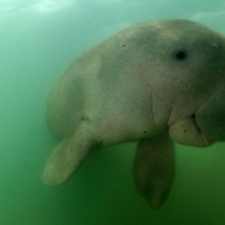 Tak Hanya Dugong, 6 Hewan Gemoy Ini Ternyata Baru Punah