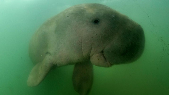 This picture taken on May 23, 2019 shows Mariam the dugong as she swims in the waters around Libong island, Trang province in southern Thailand. - An orphaned baby dugong rescued off a beach in Krabi province is Thailand's newest star, capturing the hearts of millions on social media and igniting an awarness for ocean conservation as authorities hand-raise the young mammal. (Photo by Sirachai ARUNRUGSTICHAI / AFP)        (Photo credit should read SIRACHAI ARUNRUGSTICHAI/AFP via Getty Images)