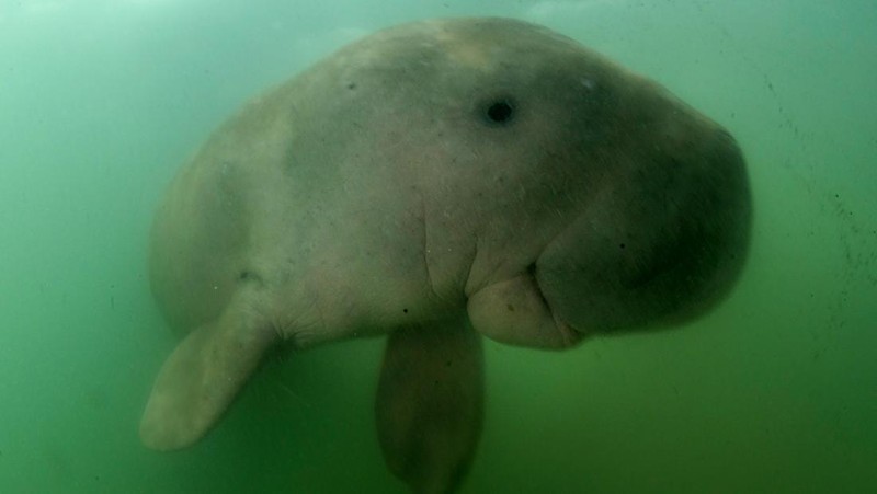 RED SEA, EGYPT - DECEMBER 2004: A Dugong, also called a sea cow, is swimming with golden pilot jacks in shallow waters on December 30, 2004 near Marsa Alam, Egypt, Red Sea. Dugong is an excellent freediver, it can stay underwater without breathing more than 15 minutes. (Photo by Alexis Rosenfeld/Getty Images)