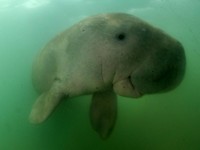Tak Hanya Dugong, 6 Hewan Gemoy Ini Ternyata Baru Punah