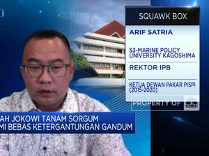 IPB Kembangkan Bibit Sorgum Unggulan, Bisa Produksi 7 Ton/Ha