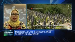 Dorong Produksi & Hilirisasi Sorgum, Seberapa Menguntungkan?