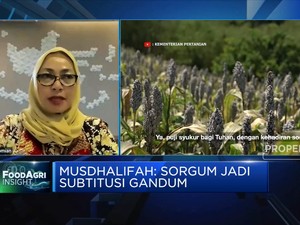 Dorong Produksi & Hilirisasi Sorgum, Seberapa Menguntungkan?