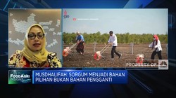Mantap! Jokowi Siapkan Peta Jalan Produksi Sorgum Hingga 2024