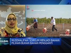 Mantap! Jokowi Siapkan Peta Jalan Produksi Sorgum Hingga 2024