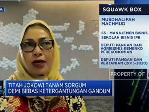 Jokowi Tekan Impor Gandum, Pengembangan Sorgum Jadi Solusi?