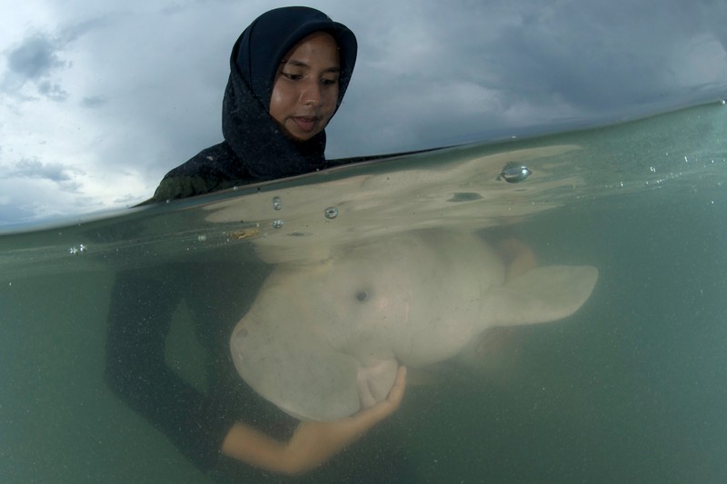 RED SEA, EGYPT - DECEMBER 2004: A Dugong, also called a sea cow, is swimming with golden pilot jacks in shallow waters on December 30, 2004 near Marsa Alam, Egypt, Red Sea. Dugong is an excellent freediver, it can stay underwater without breathing more than 15 minutes. (Photo by Alexis Rosenfeld/Getty Images)