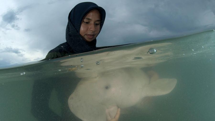 RED SEA, EGYPT - DECEMBER 2004: A Dugong, also called a sea cow, is swimming with golden pilot jacks in shallow waters on December 30, 2004 near Marsa Alam, Egypt, Red Sea. Dugong is an excellent freediver, it can stay underwater without breathing more than 15 minutes. (Photo by Alexis Rosenfeld/Getty Images)