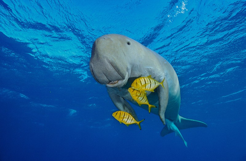 RED SEA, EGYPT - DECEMBER 2004: A Dugong, also called a sea cow, is swimming with golden pilot jacks in shallow waters on December 30, 2004 near Marsa Alam, Egypt, Red Sea. Dugong is an excellent freediver, it can stay underwater without breathing more than 15 minutes. (Photo by Alexis Rosenfeld/Getty Images)