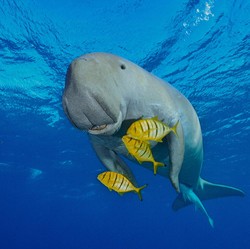 Mamalia Laut yang Montok & Menggemaskan, Kenapa Dugong Punah?