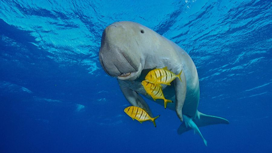 RED SEA, EGYPT - DECEMBER 2004: A Dugong, also called a sea cow, is swimming with golden pilot jacks in shallow waters on December 30, 2004 near Marsa Alam, Egypt, Red Sea. Dugong is an excellent freediver, it can stay underwater without breathing more than 15 minutes. (Photo by Alexis Rosenfeld/Getty Images)