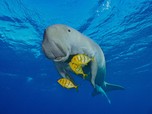 Mamalia Laut yang Montok & Menggemaskan, Kenapa Dugong Punah?