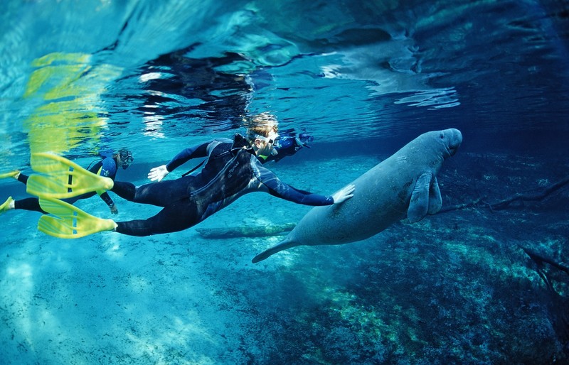 RED SEA, EGYPT - DECEMBER 2004: A Dugong, also called a sea cow, is swimming with golden pilot jacks in shallow waters on December 30, 2004 near Marsa Alam, Egypt, Red Sea. Dugong is an excellent freediver, it can stay underwater without breathing more than 15 minutes. (Photo by Alexis Rosenfeld/Getty Images)
