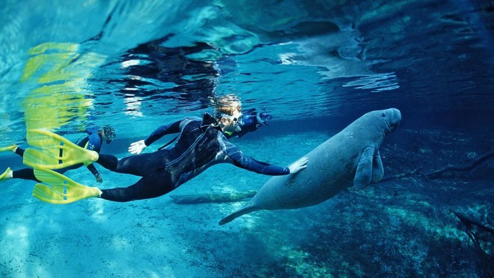 549036995 (GERMANY OUT) West Indian Manatee and scin diver, Trichechus manatus latirostris, USA, Florida, FL, Crystal River (Photo by Reinhard Dirscherl/ullstein bild via Getty Images)