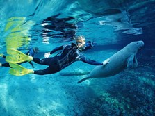 Ini Lho Penampakan Dugong, Mamalia Laut yang Resmi Punah