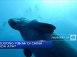Dugong Punah di China, Ada Apa?