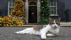 6 Fakta Larry The Cat, Kucing yang Punya Jabatan di Kantor PM Inggris