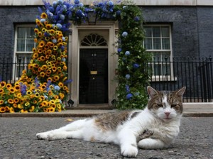 6 Fakta Larry The Cat, Kucing yang Punya Jabatan di Kantor PM Inggris