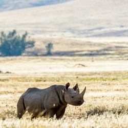 Nasib Badak Afrika Disuntik Pakai Nuklir, Ini Alasannya