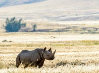 Nasib Badak Afrika Disuntik Pakai Nuklir, Ini Alasannya