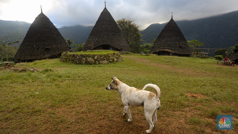 Desa Wisata Wae Rebo, NTT Wisatawan mengunjungi desa wisata Wae Rebo di Kecamatan Satarmese Barat, Kabupaten Manggarai, Nusa Tenggara Timur (NTT) , Jumat (28/7/2022). Wae Rebo merupakan salah satu desa wisata unggulan di NTT. (CNBC Indonesia/ Andrean Kristianto)