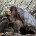 10 Hewan Berumur Paling Panjang di Dunia, Ada yang Hidup Abadi