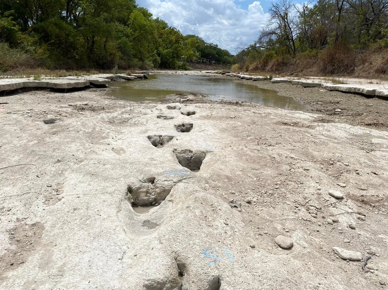 Lintasan jejak-jejak kaki dinosaurus berusia 113 juta tahun terlihat setelah cuaca mengeringkan dasar sungai di Texas, AS. (Getty Images via AFP/JOHN MOORE) Lintasan jejak-jejak kaki dinosaurus berusia 113 juta tahun terlihat setelah cuaca mengeringkan dasar sungai di Texas, AS. (Getty Images via AFP/JOHN MOORE)