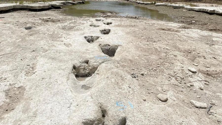 Lintasan jejak-jejak kaki dinosaurus berusia 113 juta tahun terlihat setelah cuaca mengeringkan dasar sungai di Texas, AS. (Getty Images via AFP/JOHN MOORE)