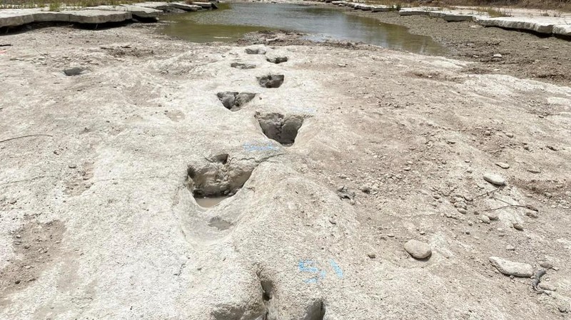 Lintasan jejak-jejak kaki dinosaurus berusia 113 juta tahun terlihat setelah cuaca mengeringkan dasar sungai di Texas, AS. (Getty Images via AFP/JOHN MOORE)