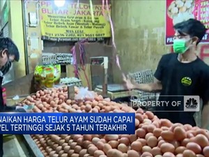 Masyarakat Resah, Jokowi Siap Tekan Harga Telur!
