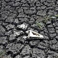 'Kiamat' Ada di Mana-mana, Kondisi Bumi Ada di Ujung Tanduk?