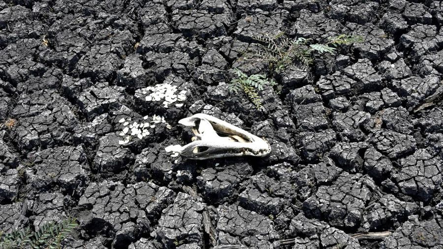 Pemandangan tengkorak ya yacare di Bahia Providencia -sekarang mengering akibat kekeringan akibat kebakaran hutan- di kotamadya San Matias, provinsi Santa Cruz, Bolivia timur, perbatasan dengan Brasil. (AFP via Getty Images/AIZAR RALDES)