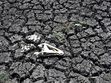'Kiamat' Ada di Mana-mana, Kondisi Bumi Ada di Ujung Tanduk?