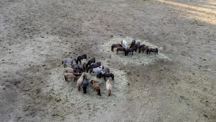 Kuda berkumpul di sekitar dua tempat sampah jerami di padang rumput kering di Wehrheim dekat Frankfurt, Jerman. (AP/Michael Probst)