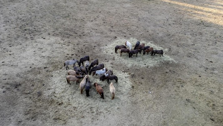 Kuda berkumpul di sekitar dua tempat sampah jerami di padang rumput kering di Wehrheim dekat Frankfurt, Jerman. (AP/Michael Probst) Kuda berkumpul di sekitar dua tempat sampah jerami di padang rumput kering di Wehrheim dekat Frankfurt, Jerman. (AP/Michael Probst)