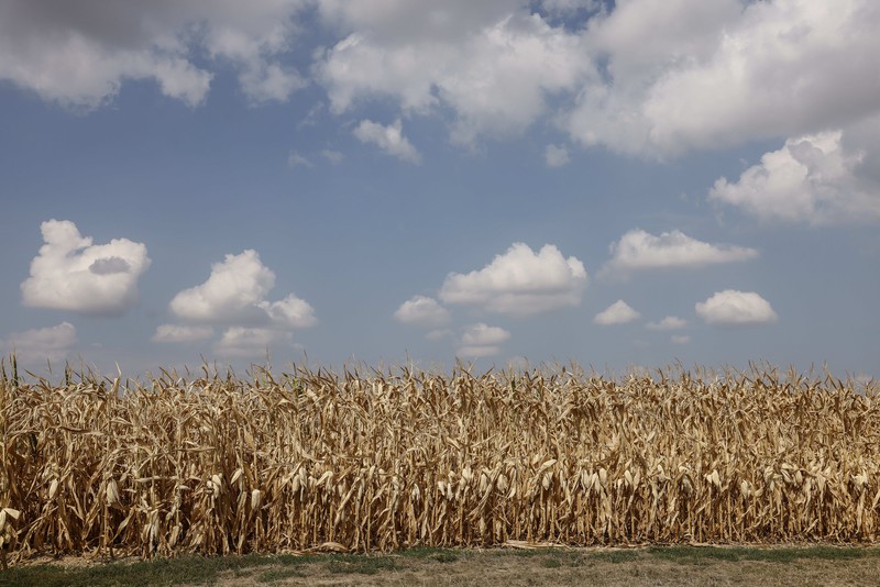 Ladang jagung benar-benar kering di Kochersberg dekat Strasbourg Prancis timur, Minggu, 28 Agustus 2022. (AP/Jean-Francois Badias) Ladang jagung benar-benar kering di Kochersberg dekat Strasbourg Prancis timur, Minggu, 28 Agustus 2022. (AP/Jean-Francois Badias)