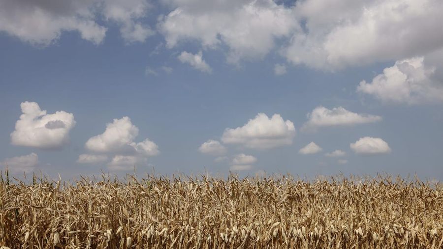 Ladang jagung benar-benar kering di Kochersberg dekat Strasbourg Prancis timur, Minggu, 28 Agustus 2022. (AP/Jean-Francois Badias)