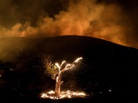 Potret 'Si Jago Merah' Lumat Tanah California, Ada Apa?