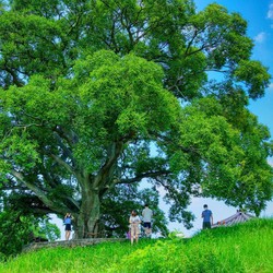 Pohon Ikonik di Drakor Ini Mau Dijadikan Monumen Nasional