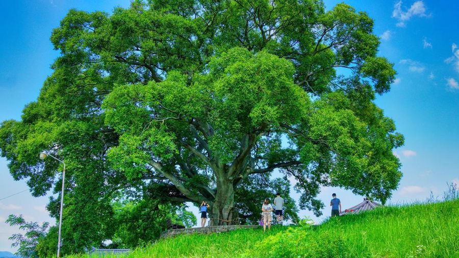 Pohon Hackberry  (Image by 호경 최 from Pixabay)