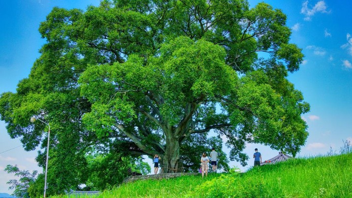 Pohon Hackberry Pohon Hackberry (Image by 호경 최 from Pixabay)