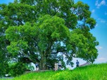 Pohon Ikonik di Drakor Ini Mau Dijadikan Monumen Nasional