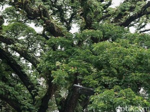 Dahan Pohon Tetangga Masuk ke Pekarangan Rumah, Boleh Tebang Nggak Ya?
