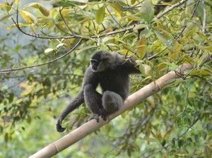 Ini Satwa Langka juga Berharga Penghuni Pegunungan Sanggabuana