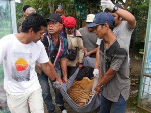 1 Harimau di Medan Zoo Mati Lagi, Kini Tersisa 9