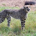 'Hilang' 70 Tahun, Kini 'Kucing' Raksasa Ini Kembali ke India