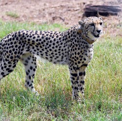 'Hilang' 70 Tahun, Kini 'Kucing' Raksasa Ini Kembali ke India