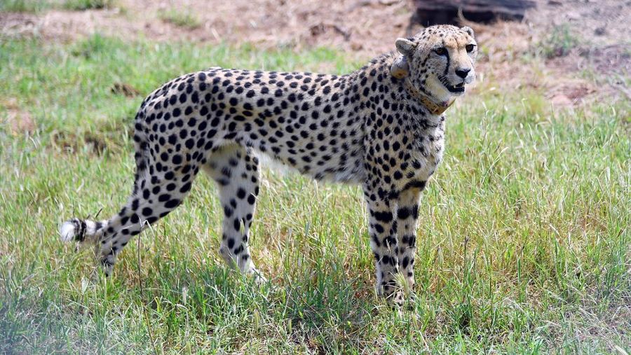 Seekor cheetah terlihat setelah Perdana Menteri India Narendra Modi melepaskannya menyusul translokasinya dari Namibia, di Taman Nasional Kuno, Madhya Pradesh, India, 17 September 2022.
