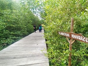 BRIN: Pembangunan di Teluk Benoa Berpotensi Rusak Mangrove!